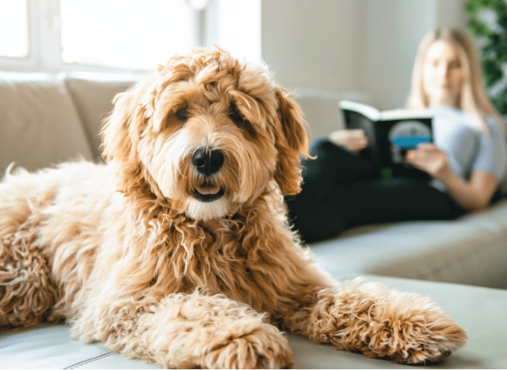 Pet & Family Friendly
